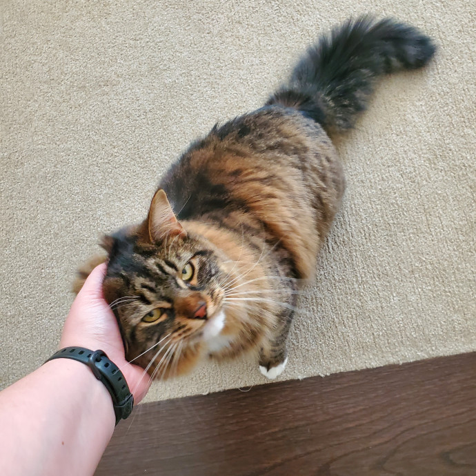 Crazy About Your Cat Lady