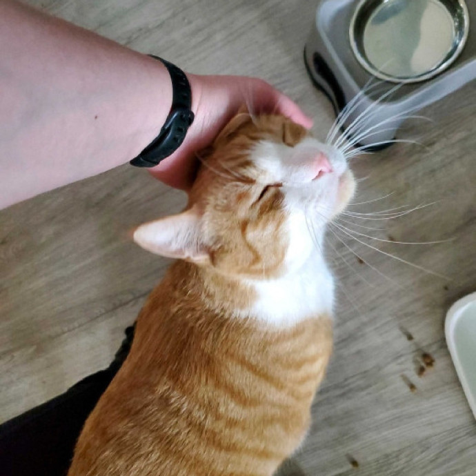 Crazy About Your Cat Lady