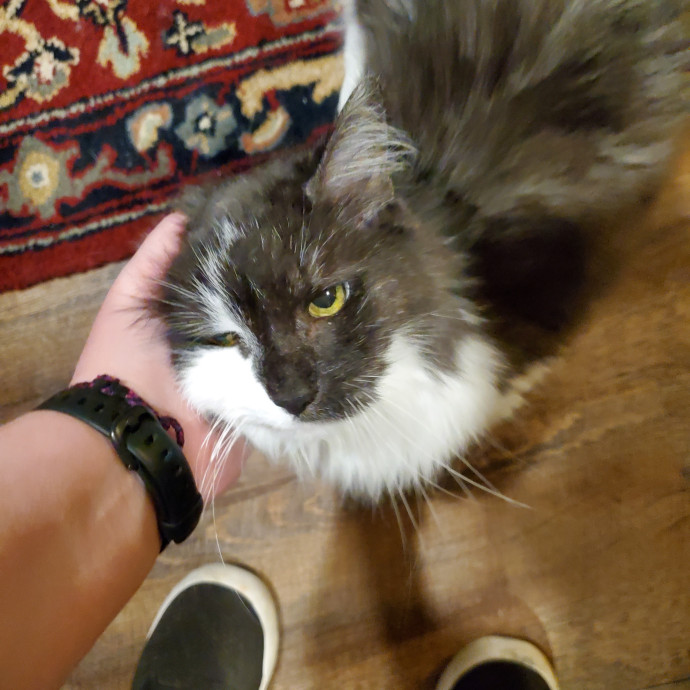 Crazy About Your Cat Lady