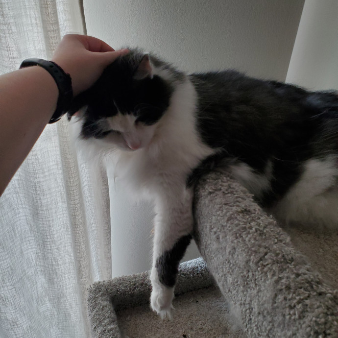 Crazy About Your Cat Lady