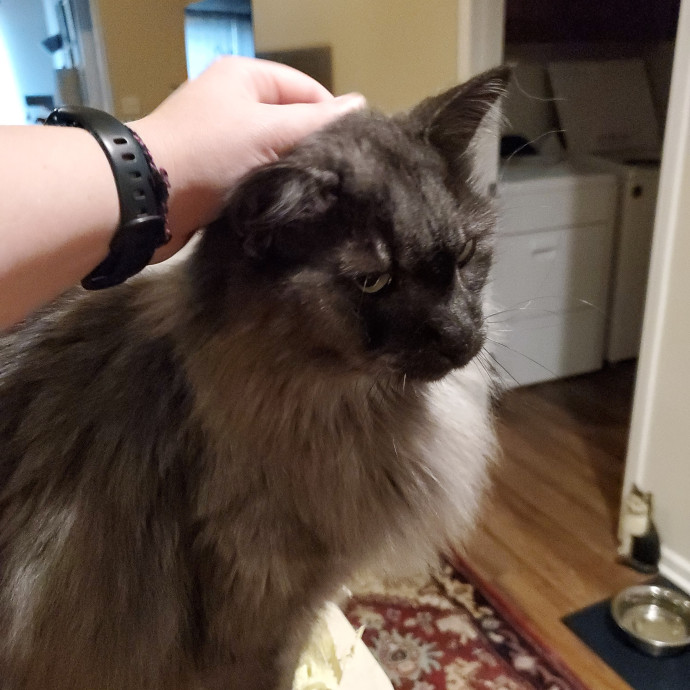 Crazy About Your Cat Lady