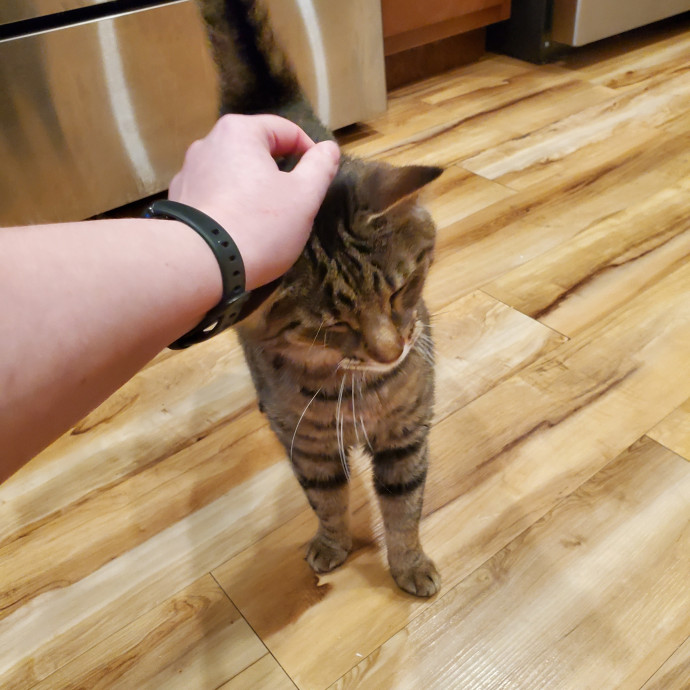 Crazy About Your Cat Lady