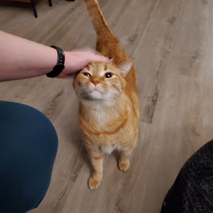 Crazy About Your Cat Lady