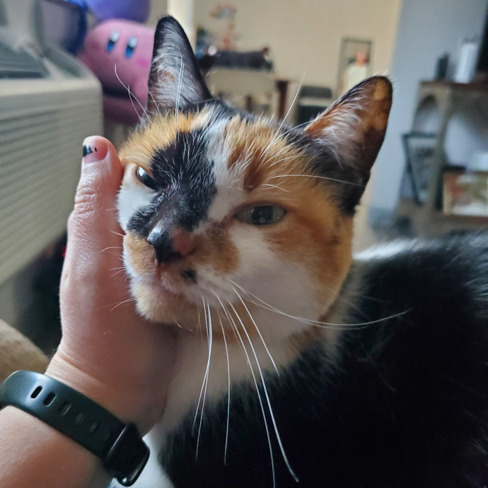 Crazy About Your Cat Lady photo 3