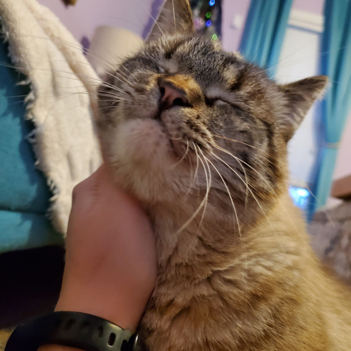Crazy About Your Cat Lady photo 2