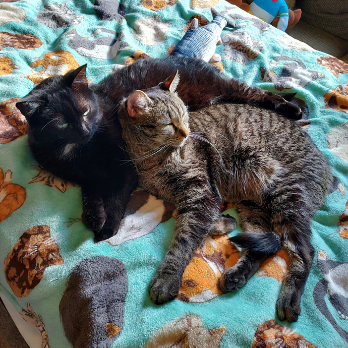 Manda's Meow-Meows Quality Cat Sitting