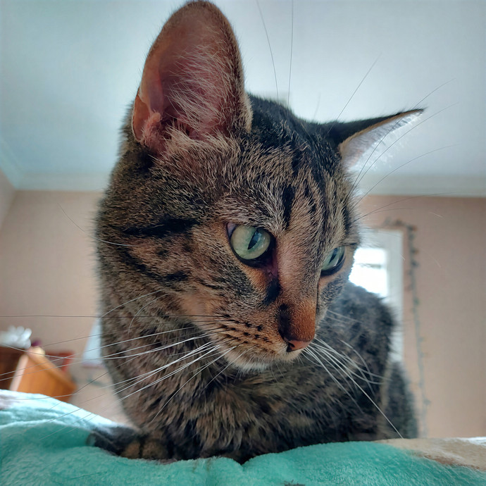 Manda's Meow-Meows Quality Cat Sitting