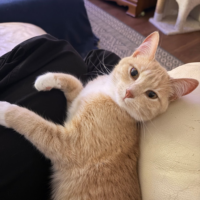 Your Local Cat Whisperer photo 2