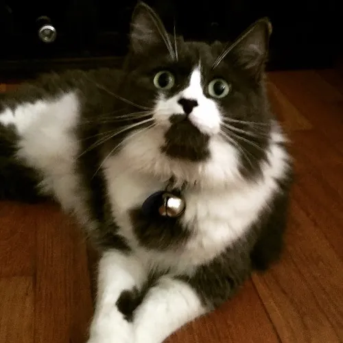 Fannie's Feline Friends