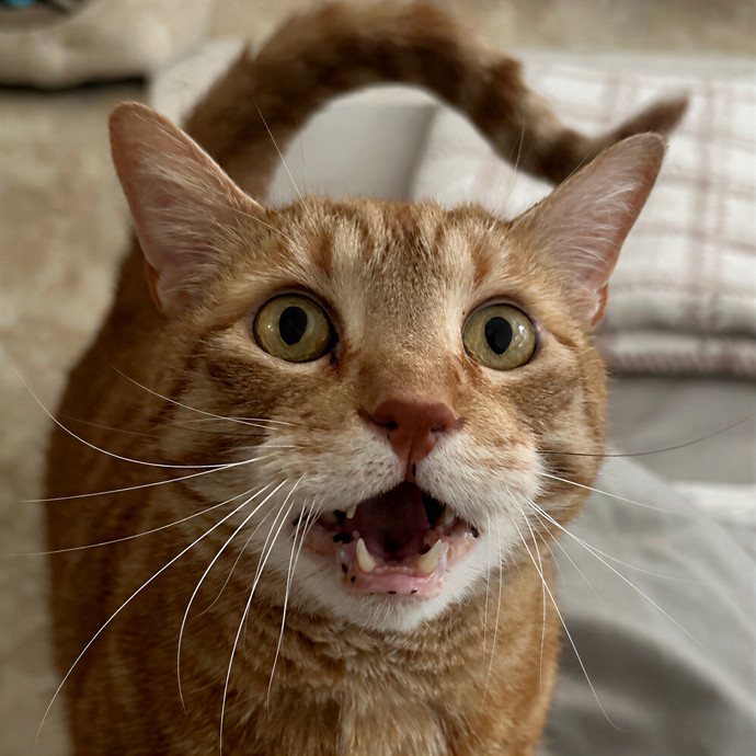 Fannie's Feline Friends photo 3