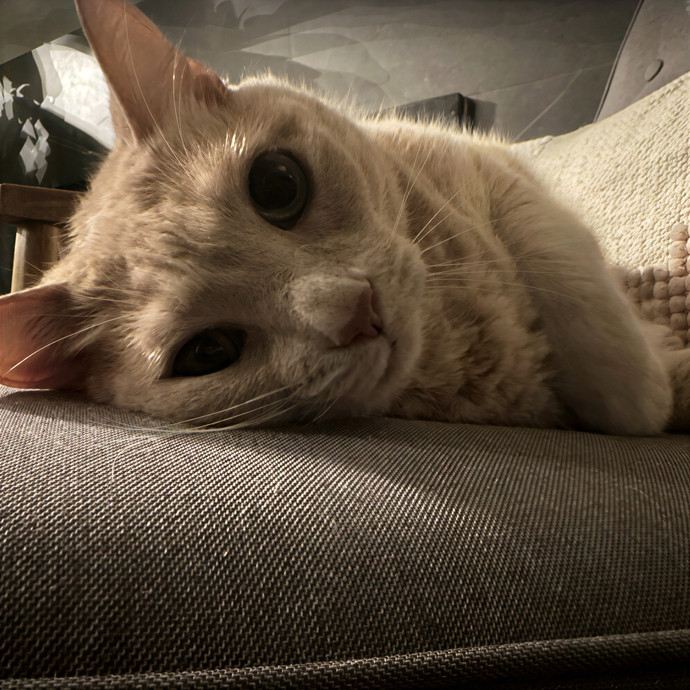 Fannie's Feline Friends photo 2