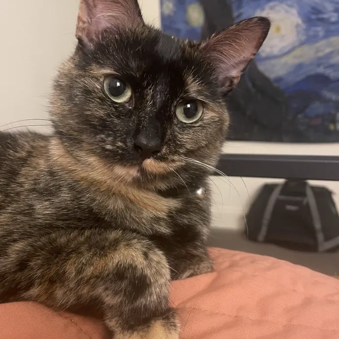 Kat D.