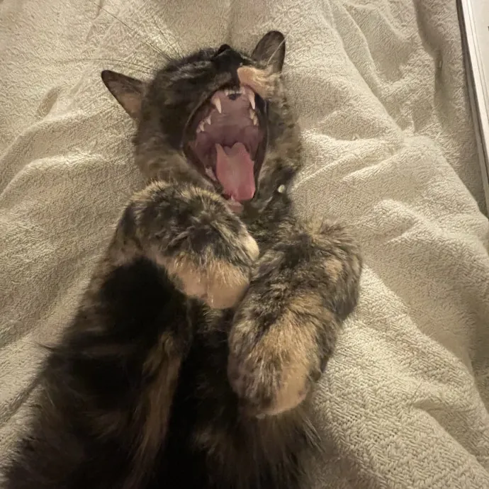 Kat D.