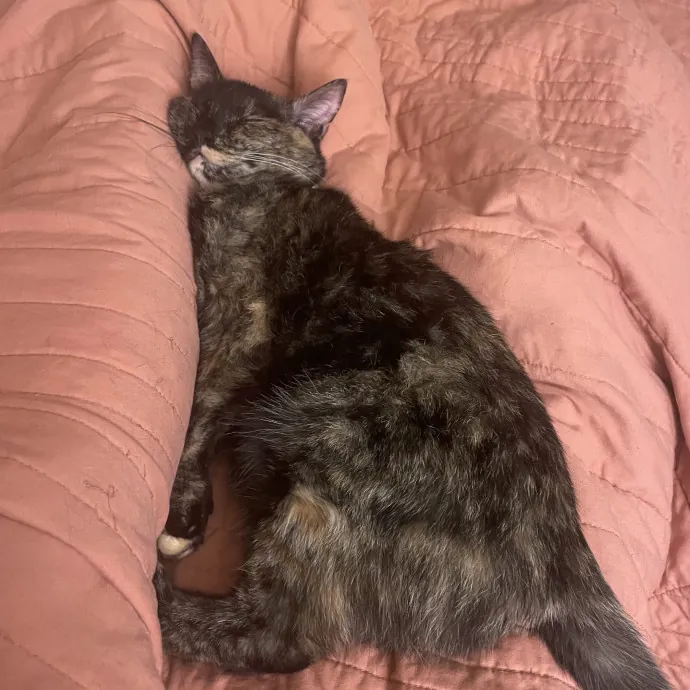 Kat D.