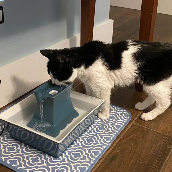 Papa Ralph's Cat Care