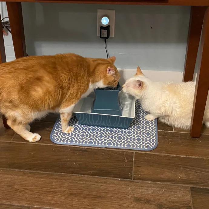 Papa Ralph's Cat Care