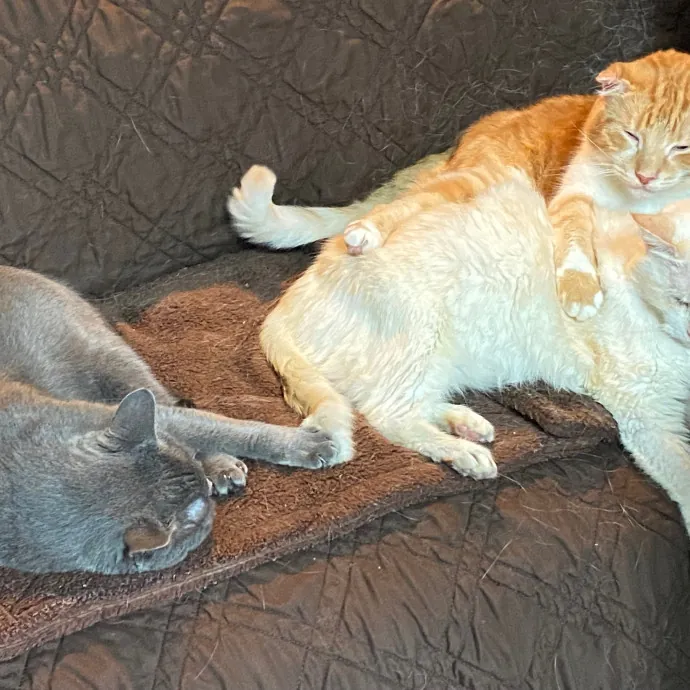 Papa Ralph's Cat Care