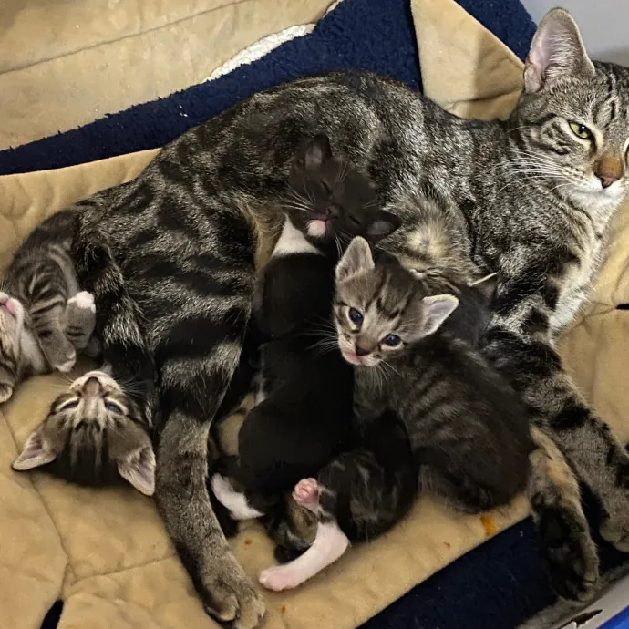 Papa Ralph's Cat Care