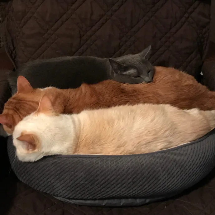 Papa Ralph's Cat Care