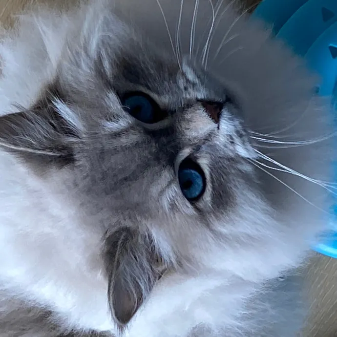 Papa Ralph's Cat Care