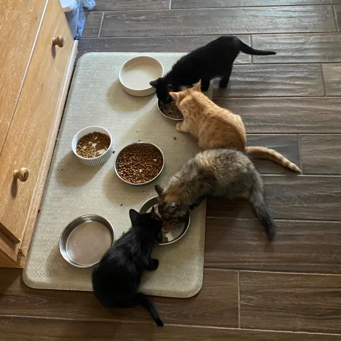 Papa Ralph's Cat Care