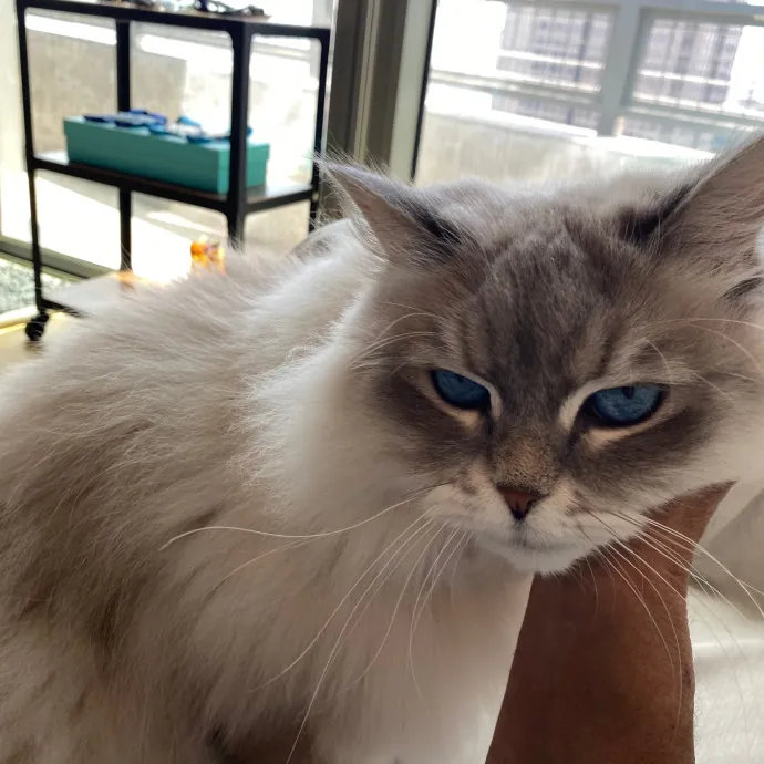 Papa Ralph's Cat Care