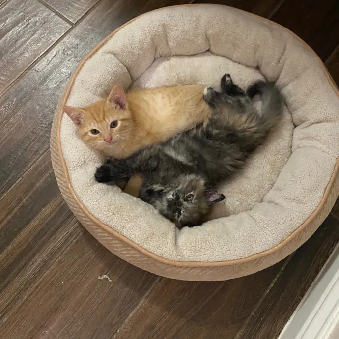 Papa Ralph's Cat Care