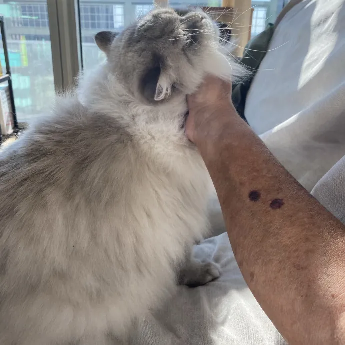 Papa Ralph's Cat Care