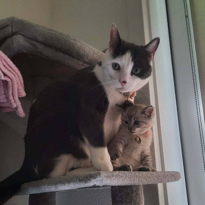 Works With Agressive And Anxious Cats photo 3