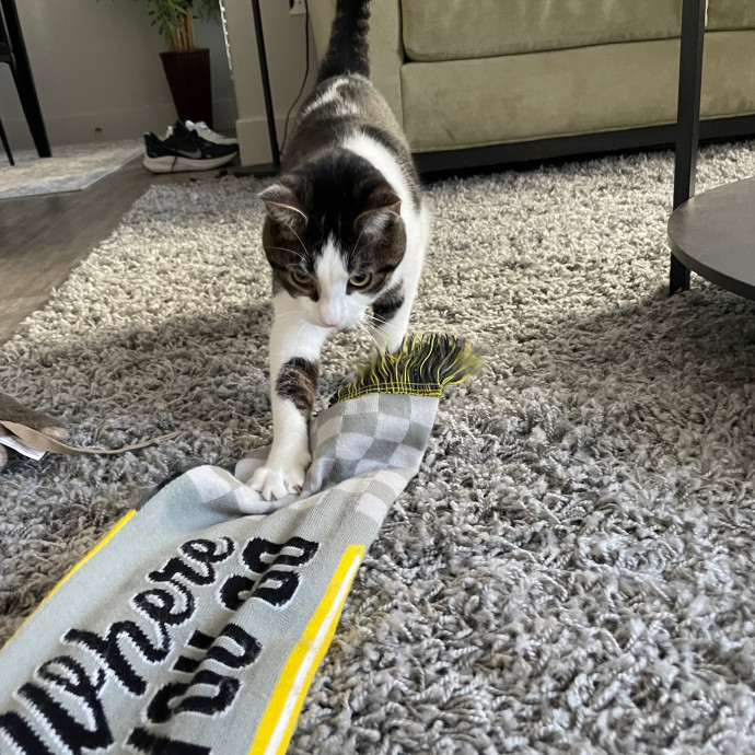 Caring For Columbus Kitties