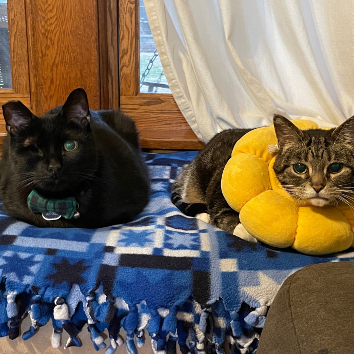 Caring For Columbus Kitties photo 3