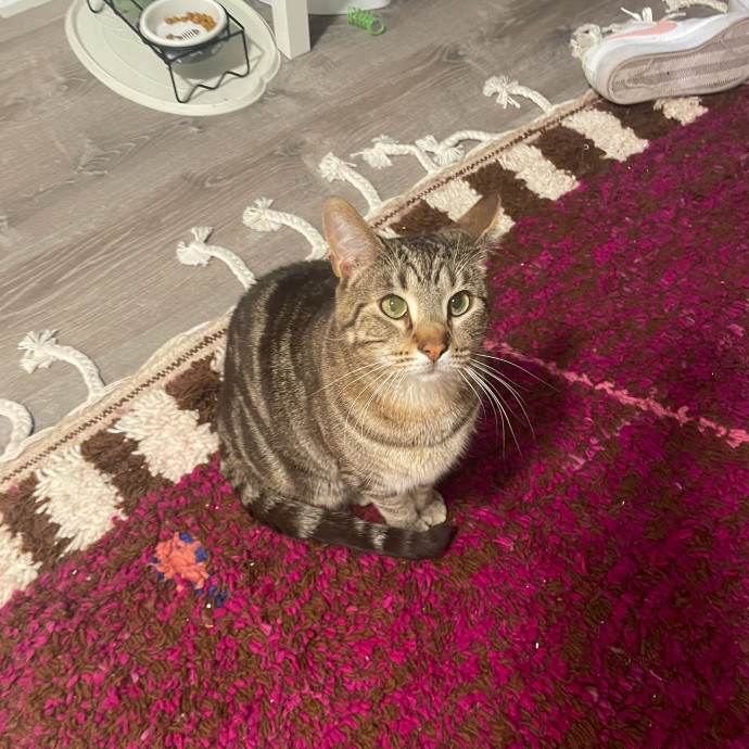 Sawyer's Cat Sitting