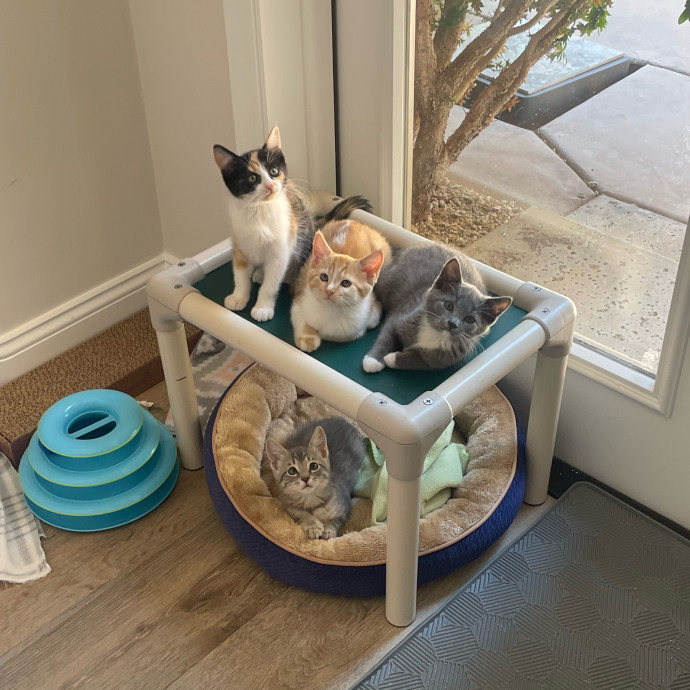 Sawyer's Cat Sitting