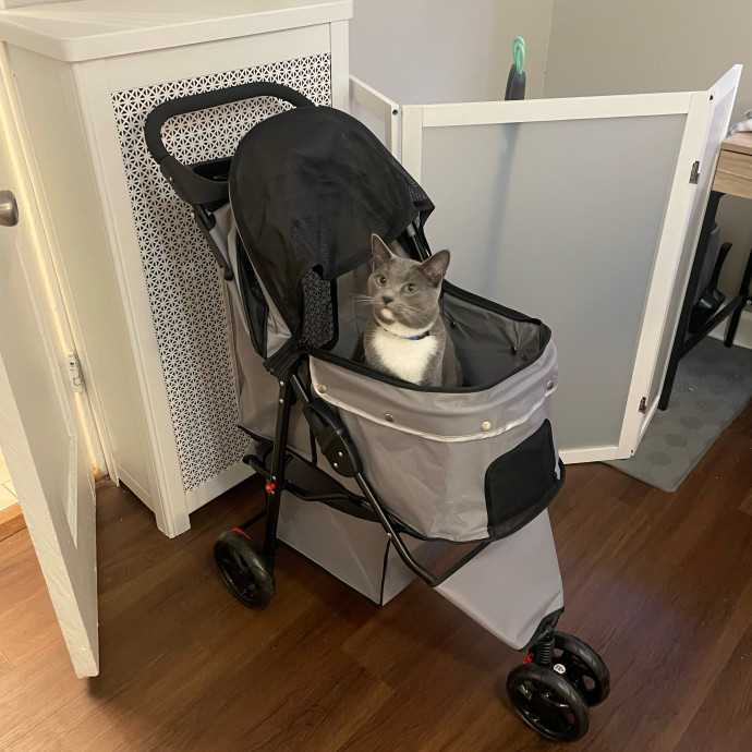 Sawyer's Cat Sitting