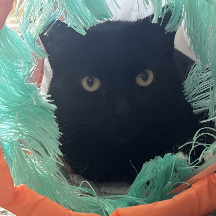 Friend Of All Felines