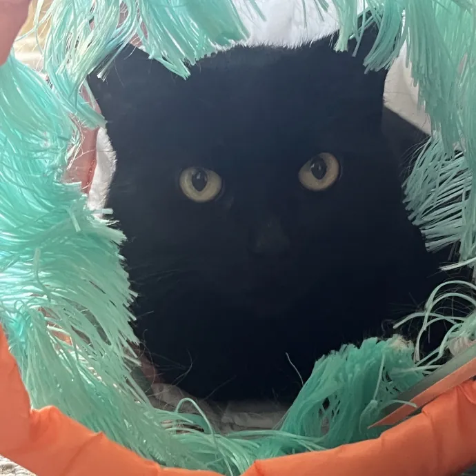 Friend Of All Felines