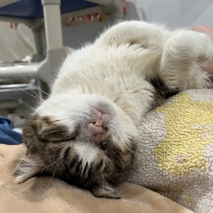 Friend Of All Felines