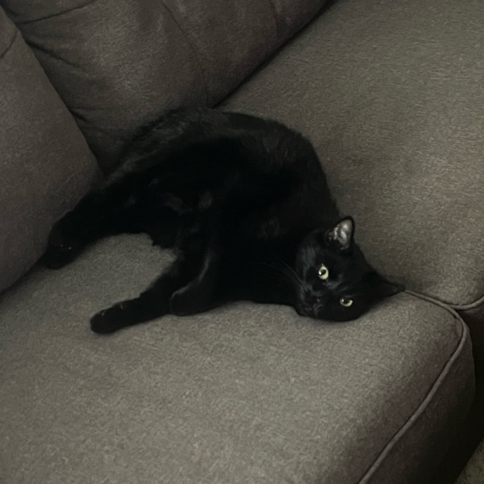 Friend Of All Felines