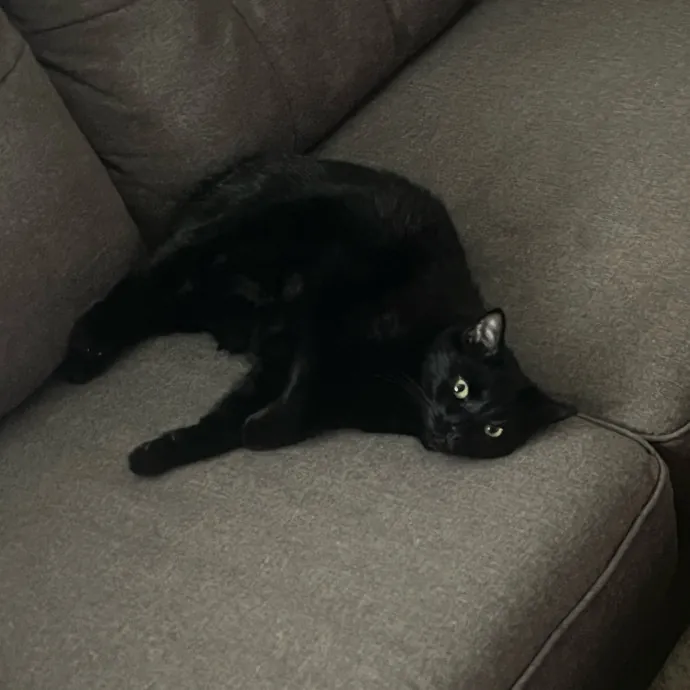 Friend Of All Felines