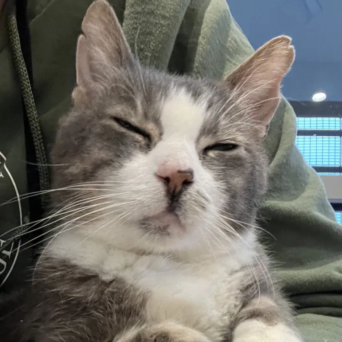 Friend Of All Felines