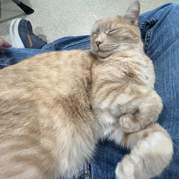 Friend Of All Felines