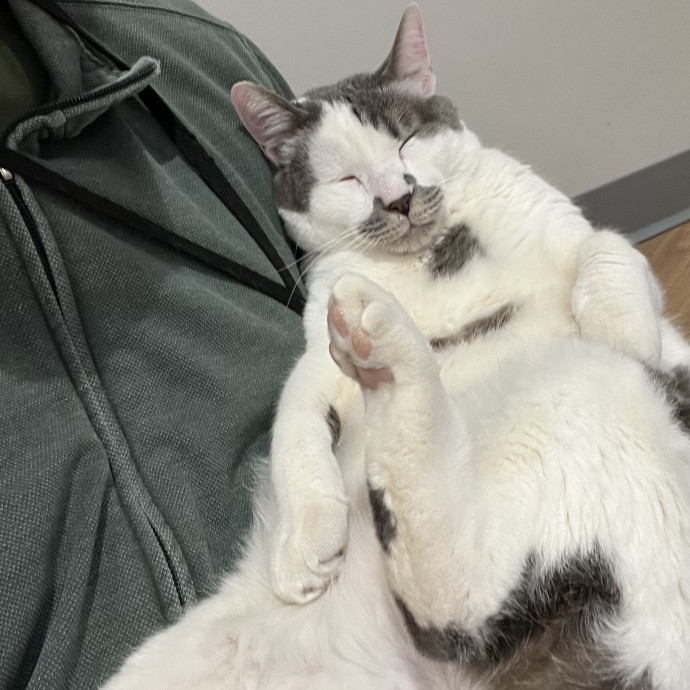 Friend Of All Felines