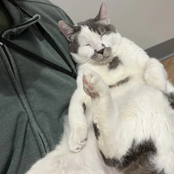 Friend Of All Felines photo 4