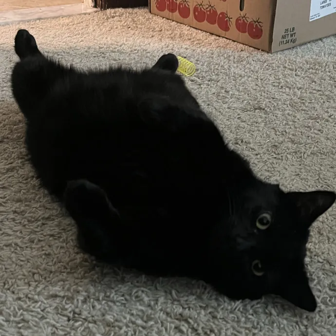 Friend Of All Felines photo 2