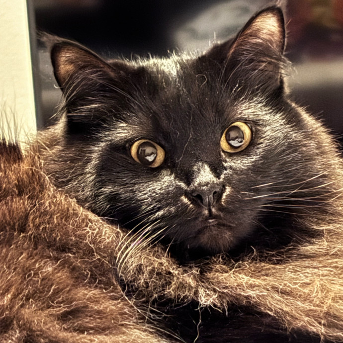 I'm Alexa - Lover Of Felines