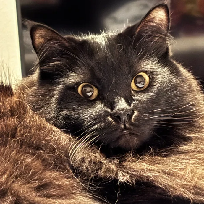 I'm Alexa - Lover Of Felines