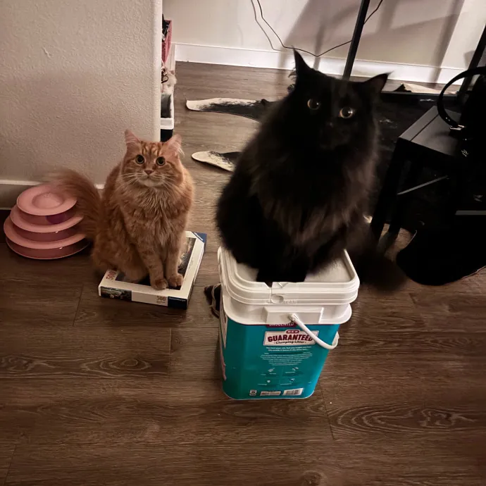 I'm Alexa - Lover Of Felines