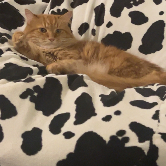I'm Alexa - Lover Of Felines