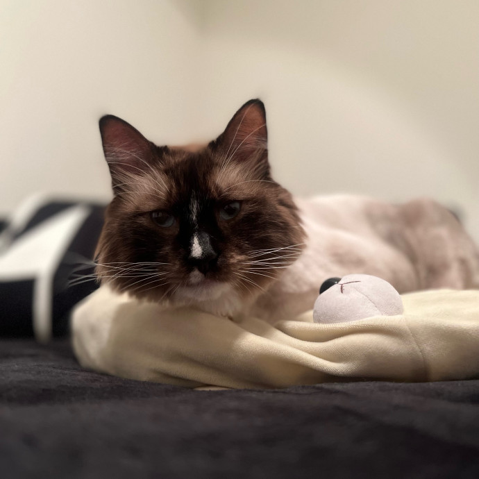 I'm Alexa - Lover Of Felines