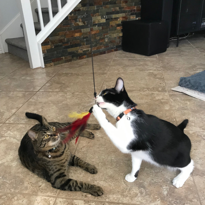 Mina's Cat Sitting